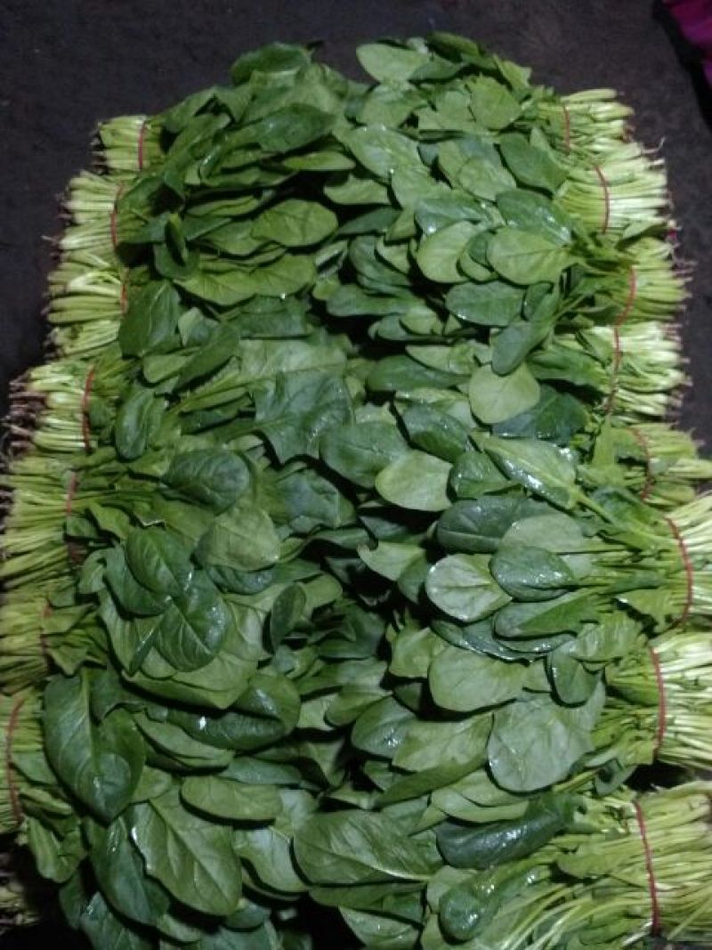 大叶菠菜25~30厘米