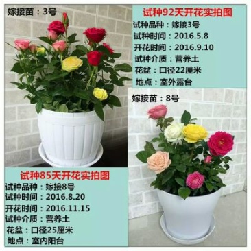 大花香水月季苗20~30cm