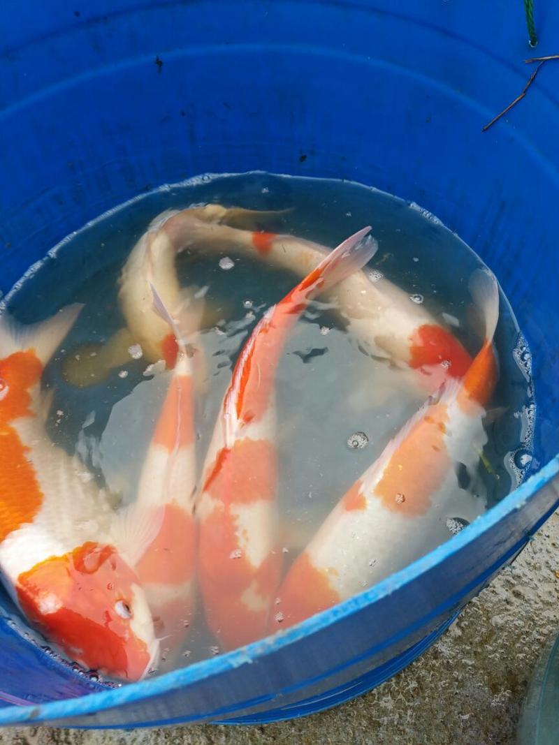 锦鲤鱼苗2~3公斤