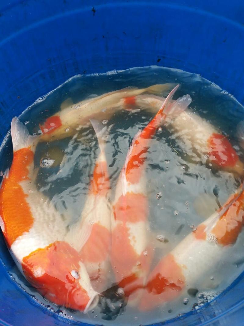 锦鲤鱼苗2~3公斤