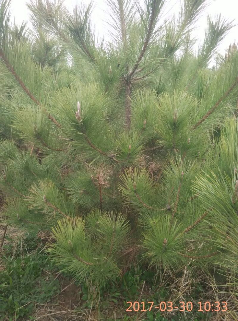 造型松黑松出售，邹平市黑松大量出售