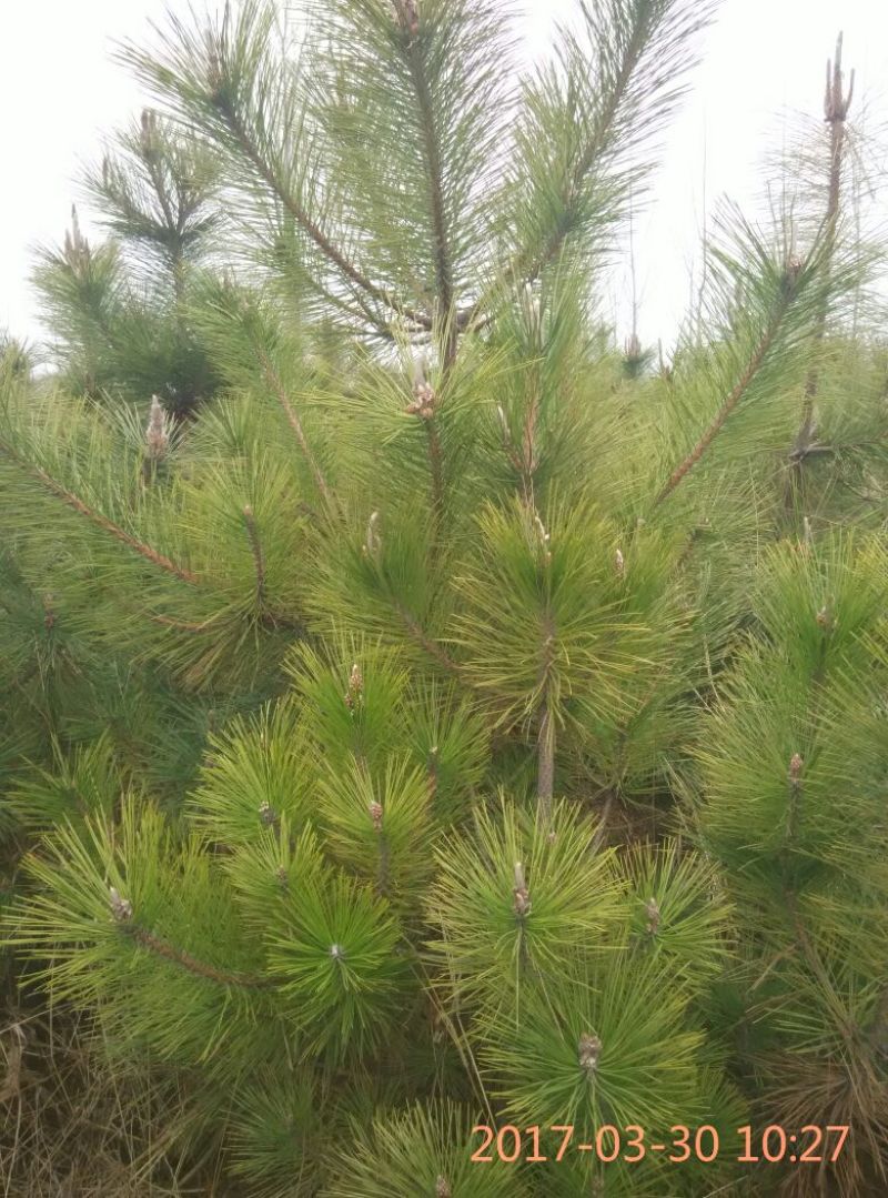 造型松黑松出售，邹平市黑松大量出售