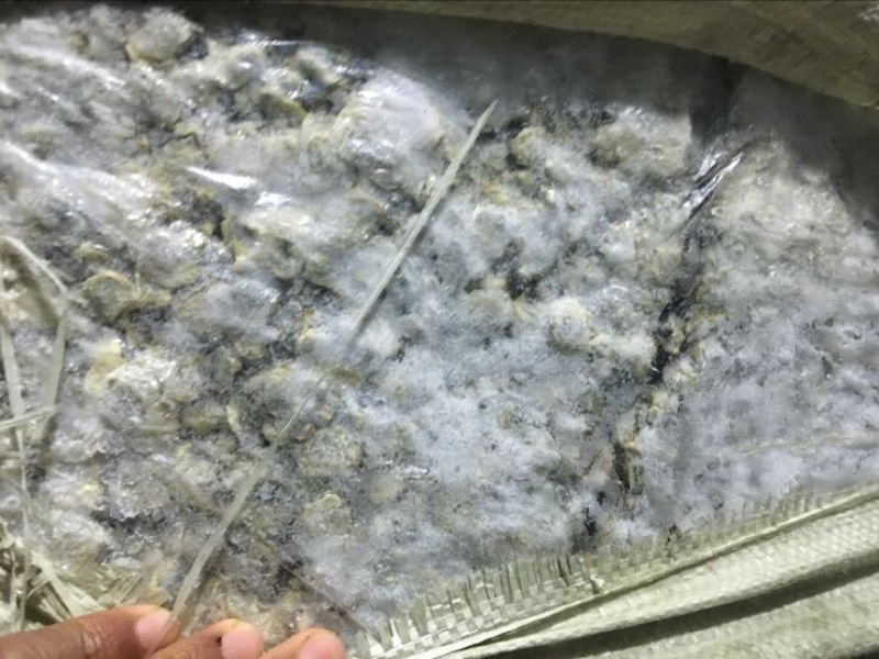 河蚌