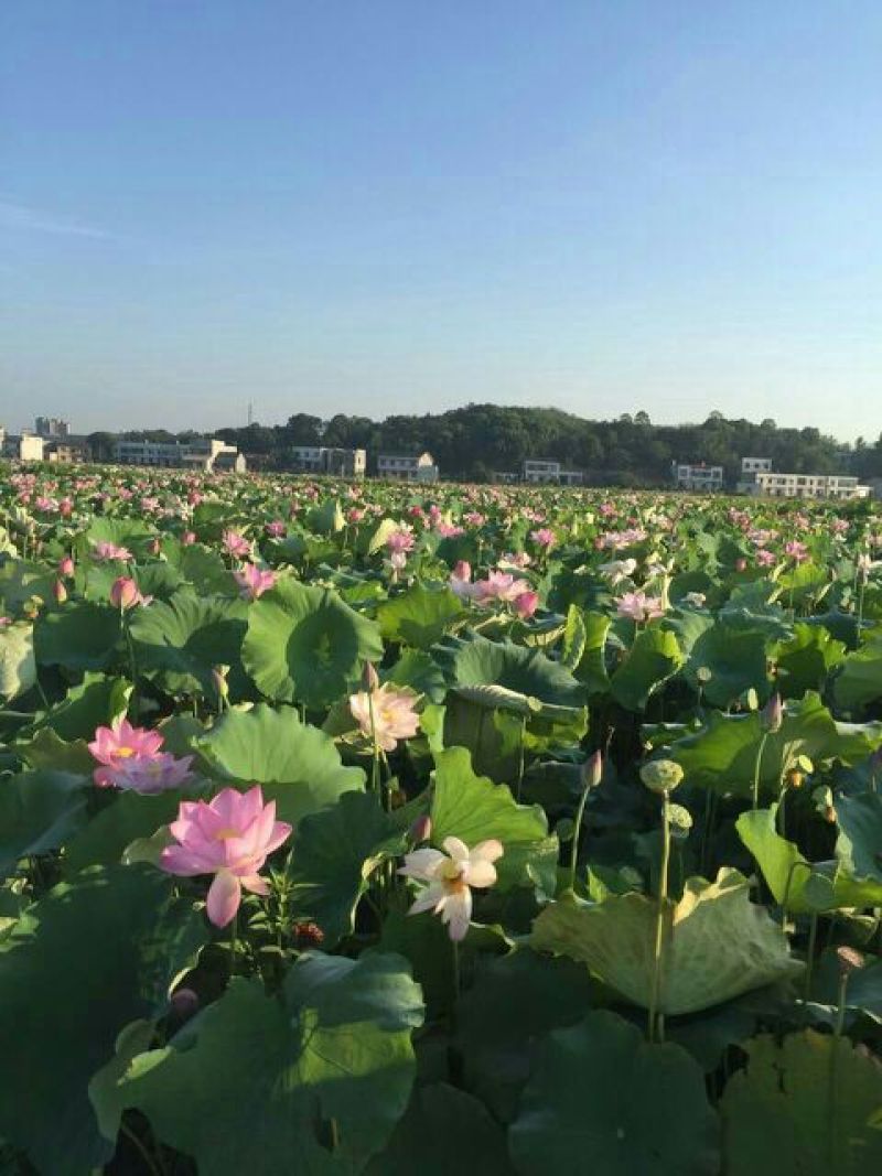精选莲子芯一斤起批5斤起包邮