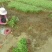 玫瑰苗10~20cm