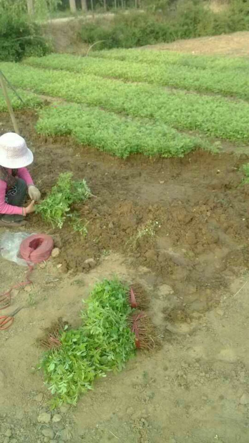 玫瑰苗10~20cm