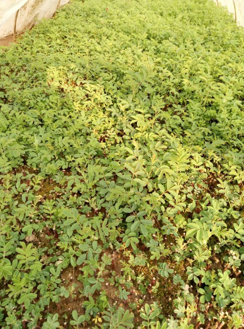 玫瑰苗10~20cm