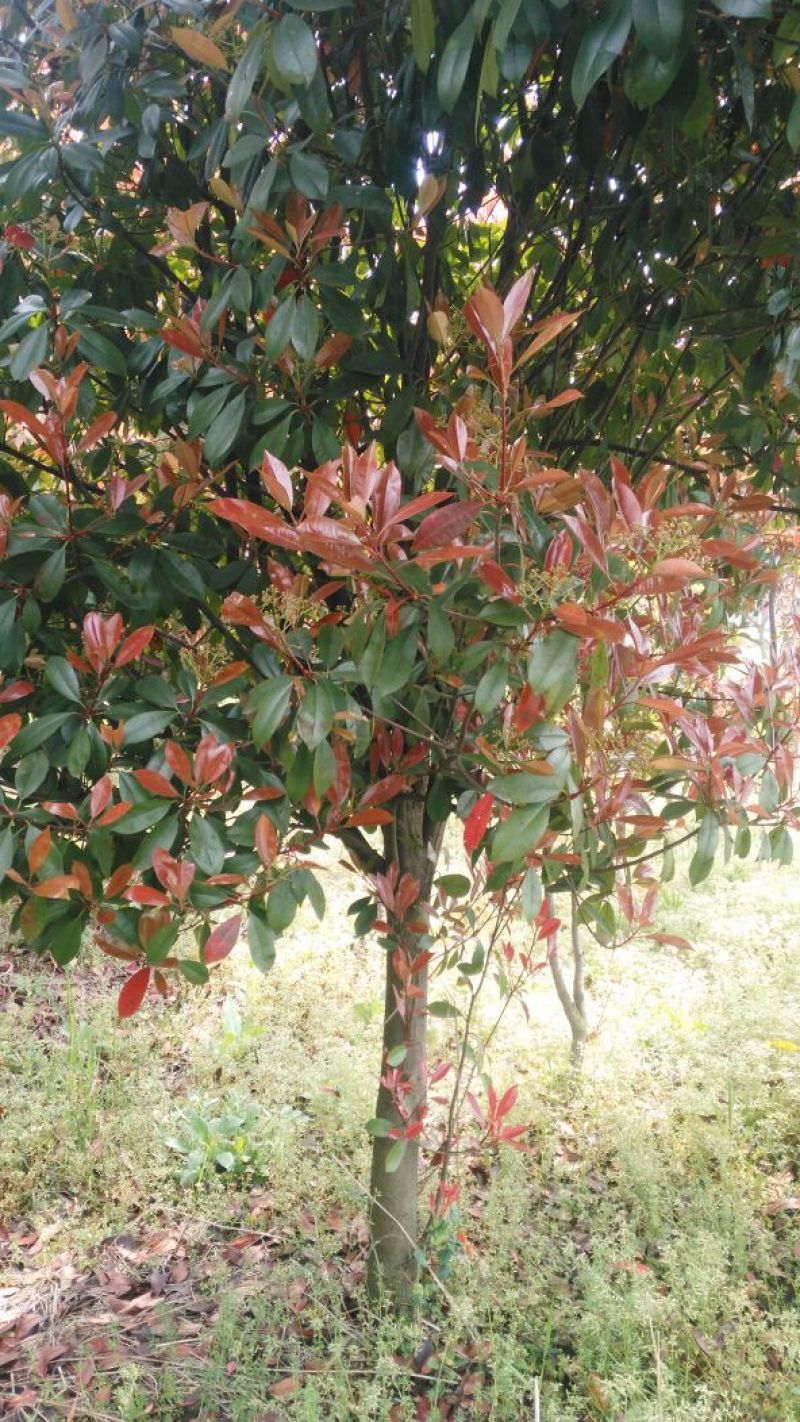 红叶石楠2~4cm4~6cm2.5~3米