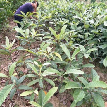 枇杷树苗30~50cm