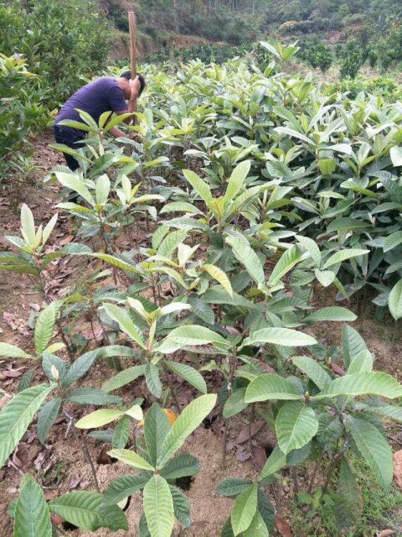 枇杷树苗30~50cm