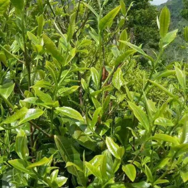 古树普洱茶一级