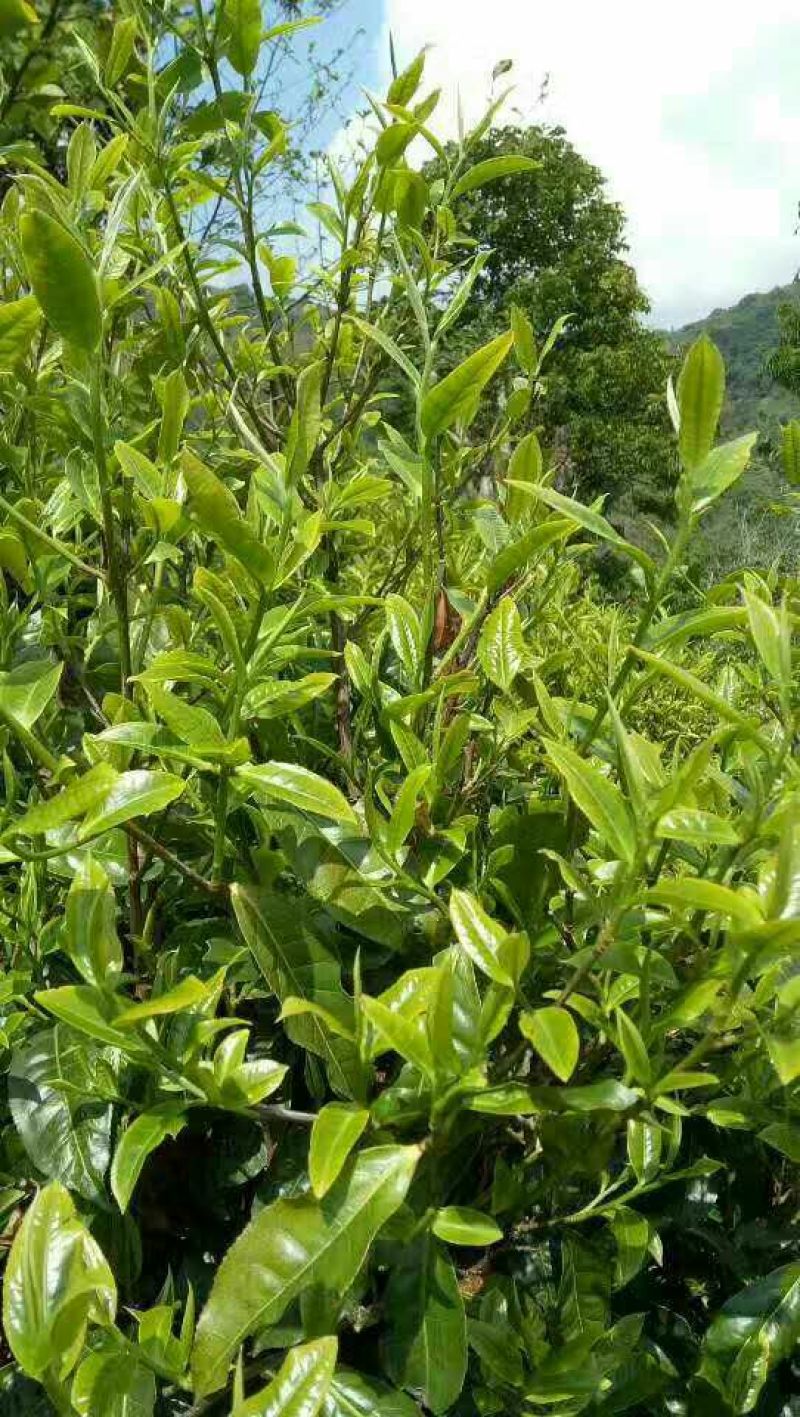 古树普洱茶一级