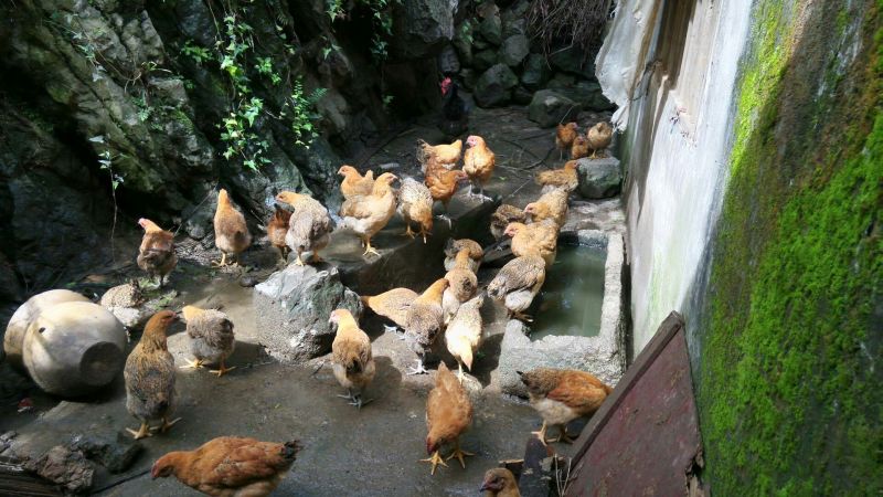 土鸡12月以上