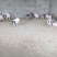 香猪母