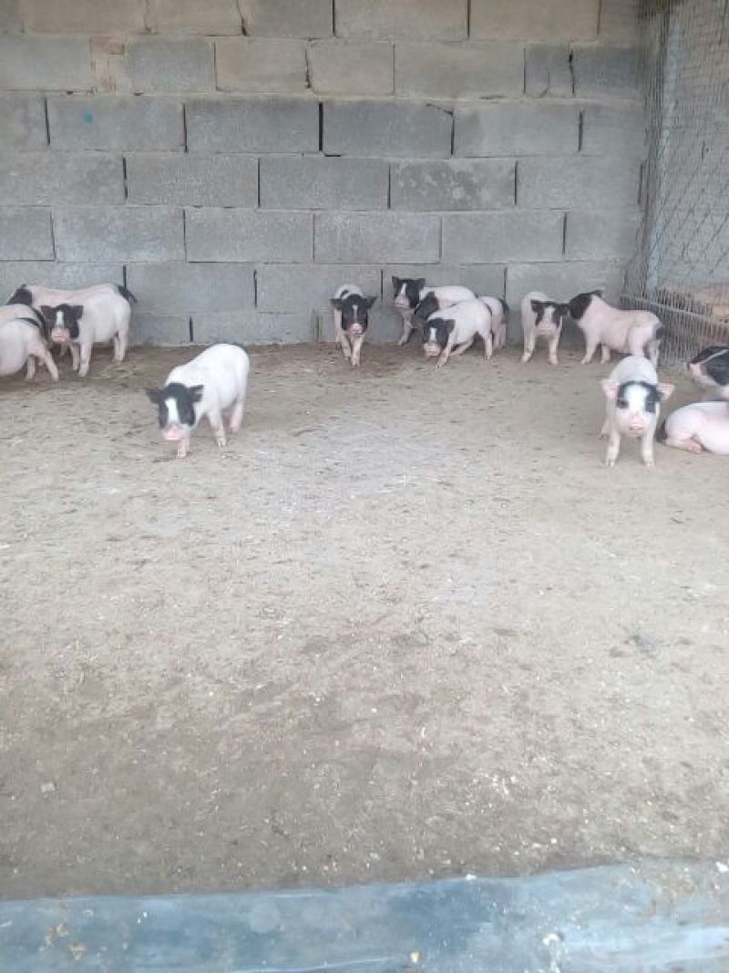 香猪母