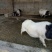 香猪母