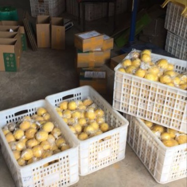 尤力克柠檬1~1.5两
