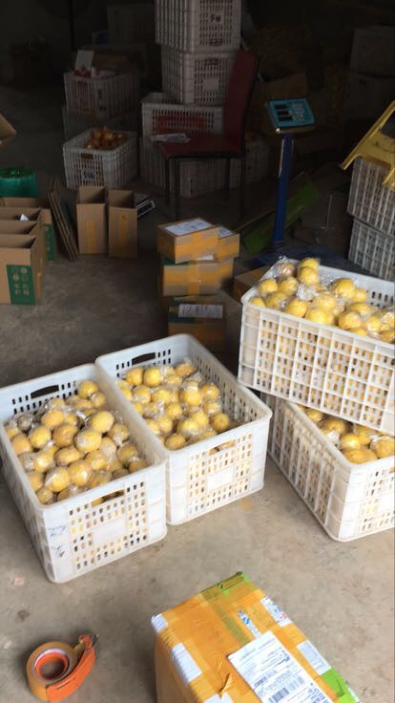 尤力克柠檬1~1.5两