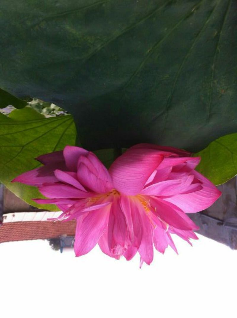 荷花50~60cm
