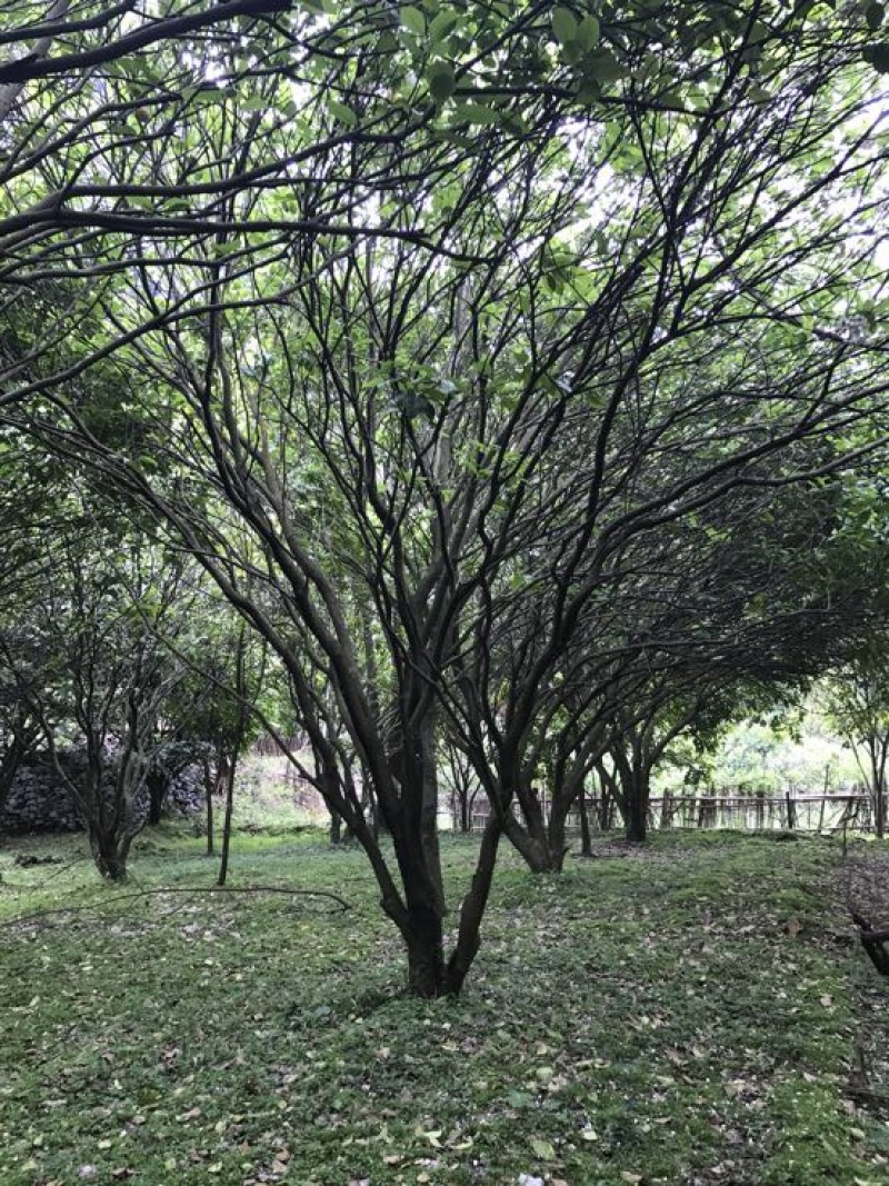 丛生柚子树香泡