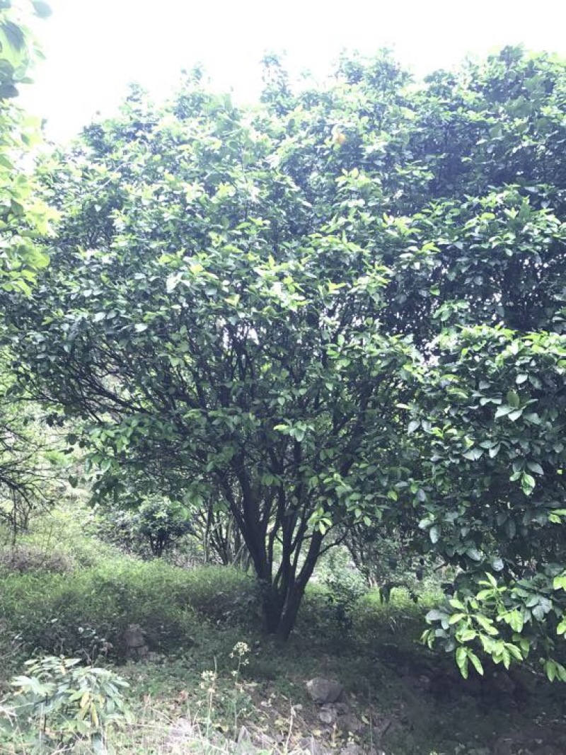 丛生柚子树香泡