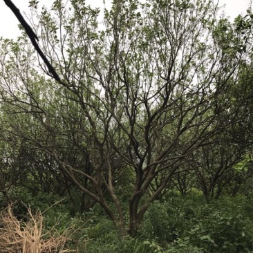 丛生柚子树香泡