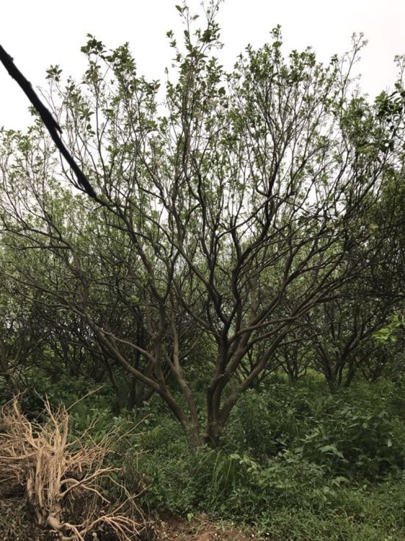 丛生柚子树香泡