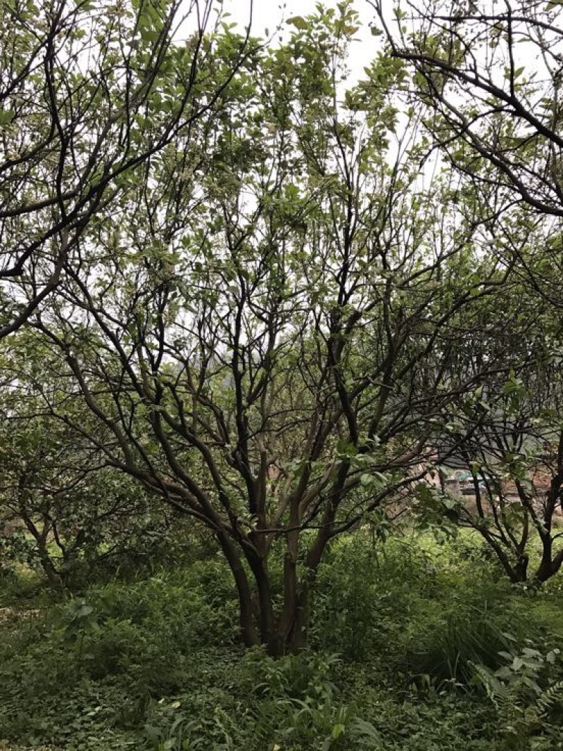 丛生柚子树香泡