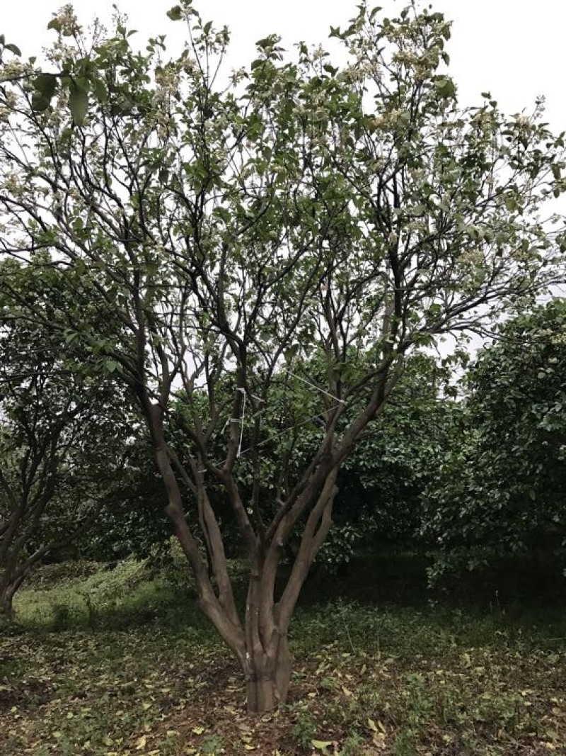 丛生柚子树香泡