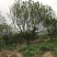 丛生柚子树香泡