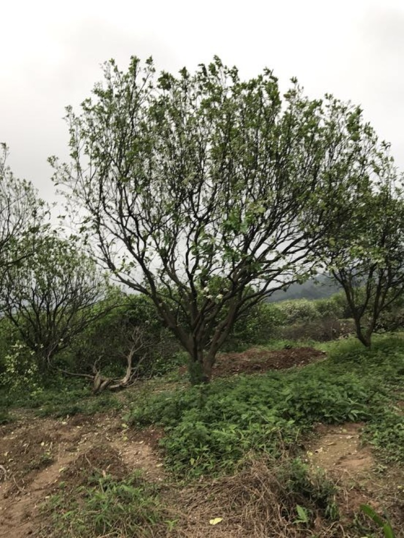 丛生柚子树香泡