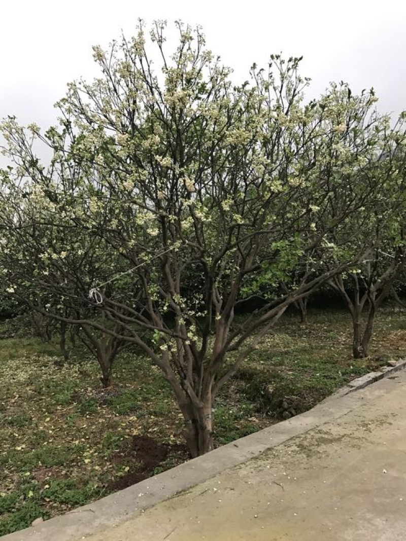 丛生柚子树香泡