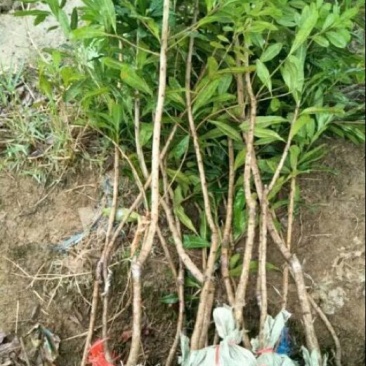 杨梅苗30~50cm