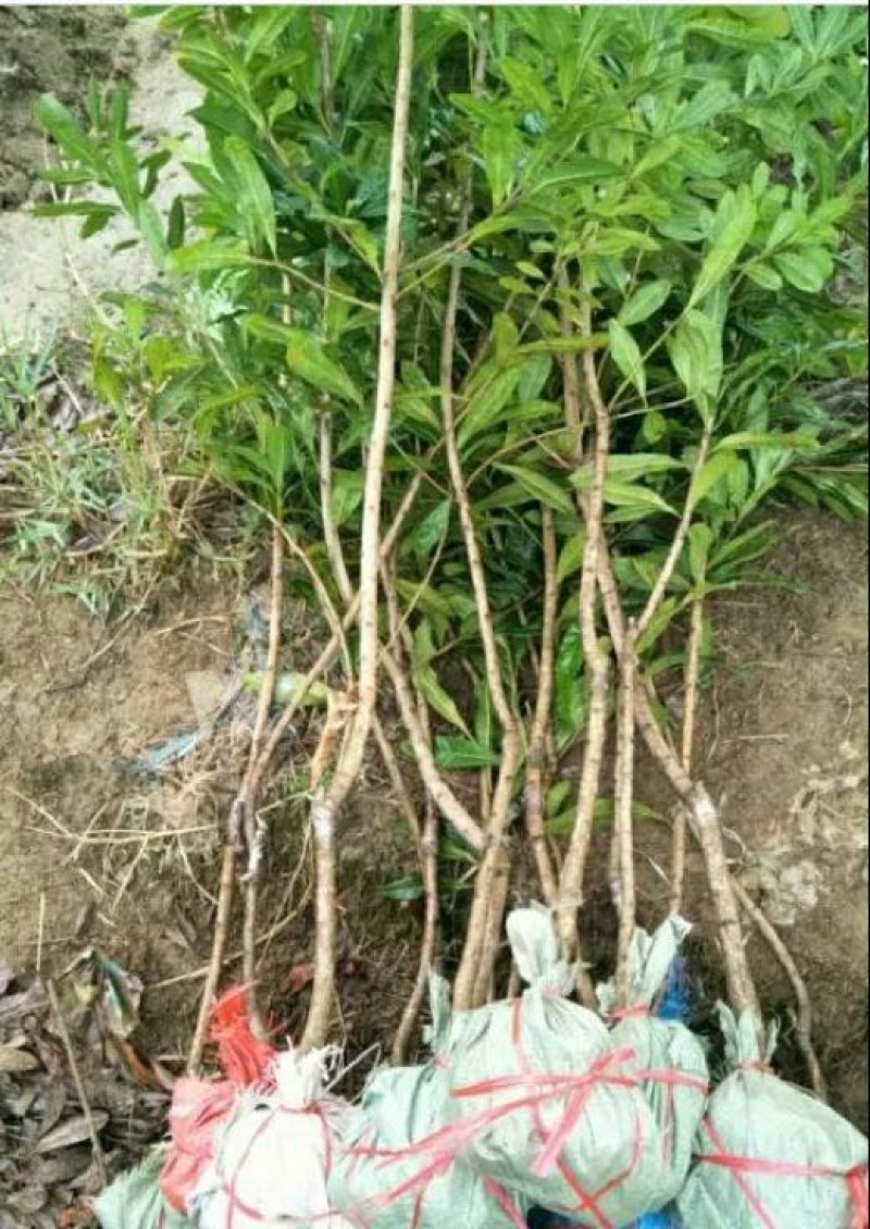 杨梅苗30~50cm