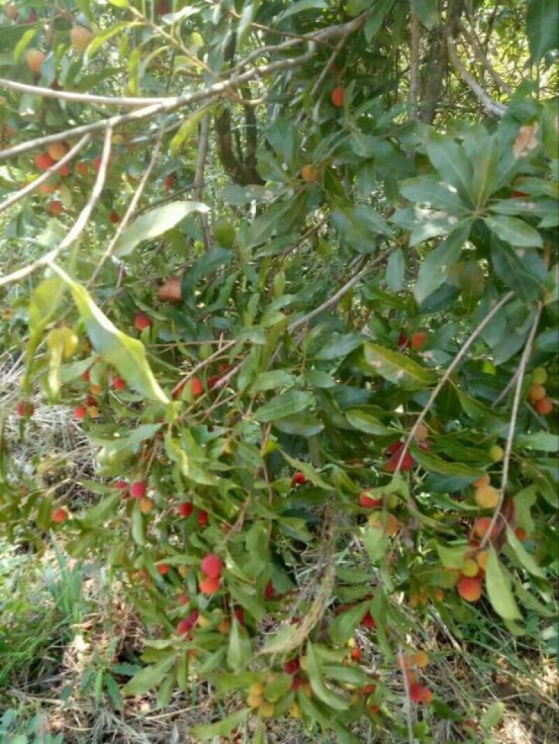 杨梅苗30~50cm