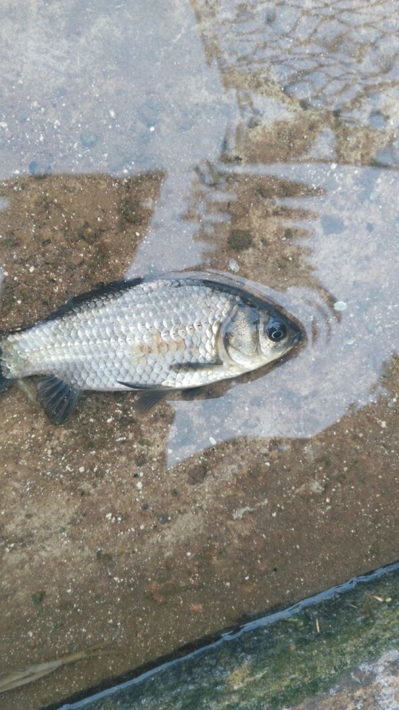 异育银鲫食用