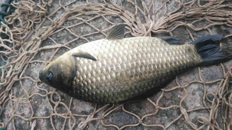 异育银鲫食用