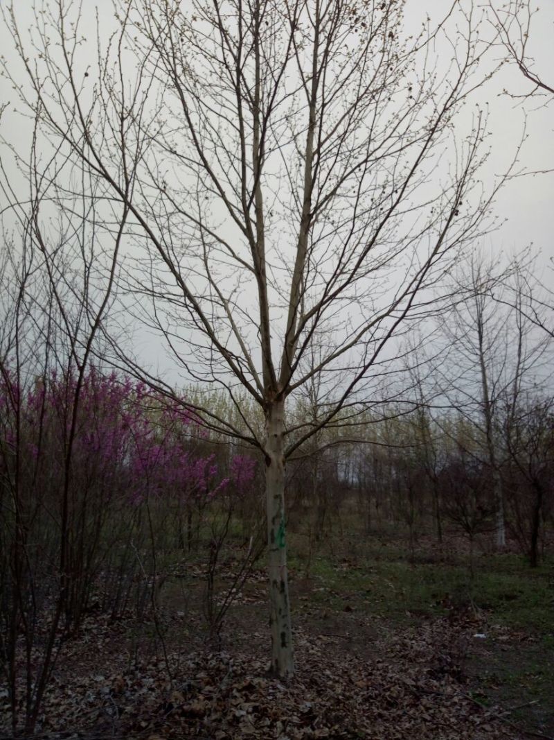 栾树6~8cm6~8cm3.5~4米