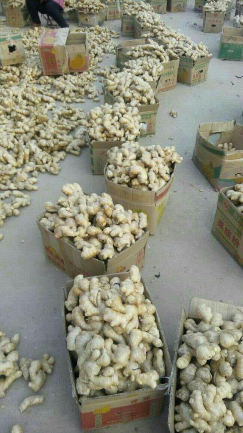 大黄姜老姜，大姜，小黄姜