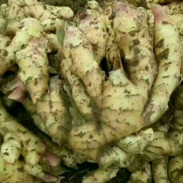 大黄姜老姜，大姜，小黄姜