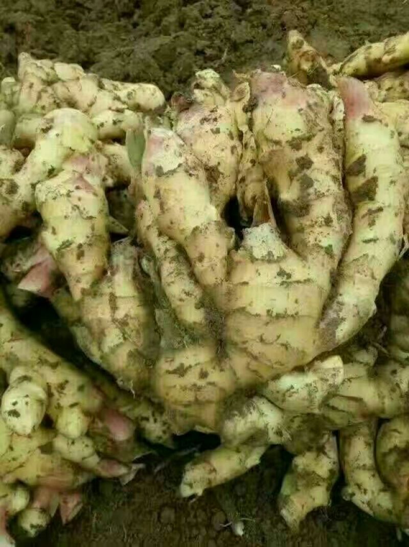 大黄姜老姜，大姜，小黄姜