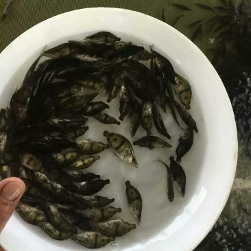 桂鱼苗鳜鱼苗杂交桂花鱼苗淡水翘嘴鳜鱼肉食性路亚季花鱼贵鱼