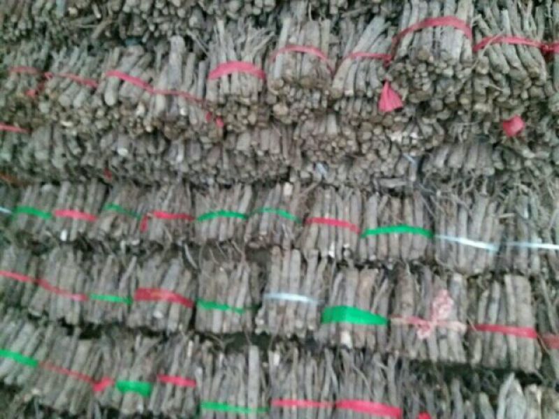 桐树根，泡桐种根四倍体泡桐树根，泡桐树种根