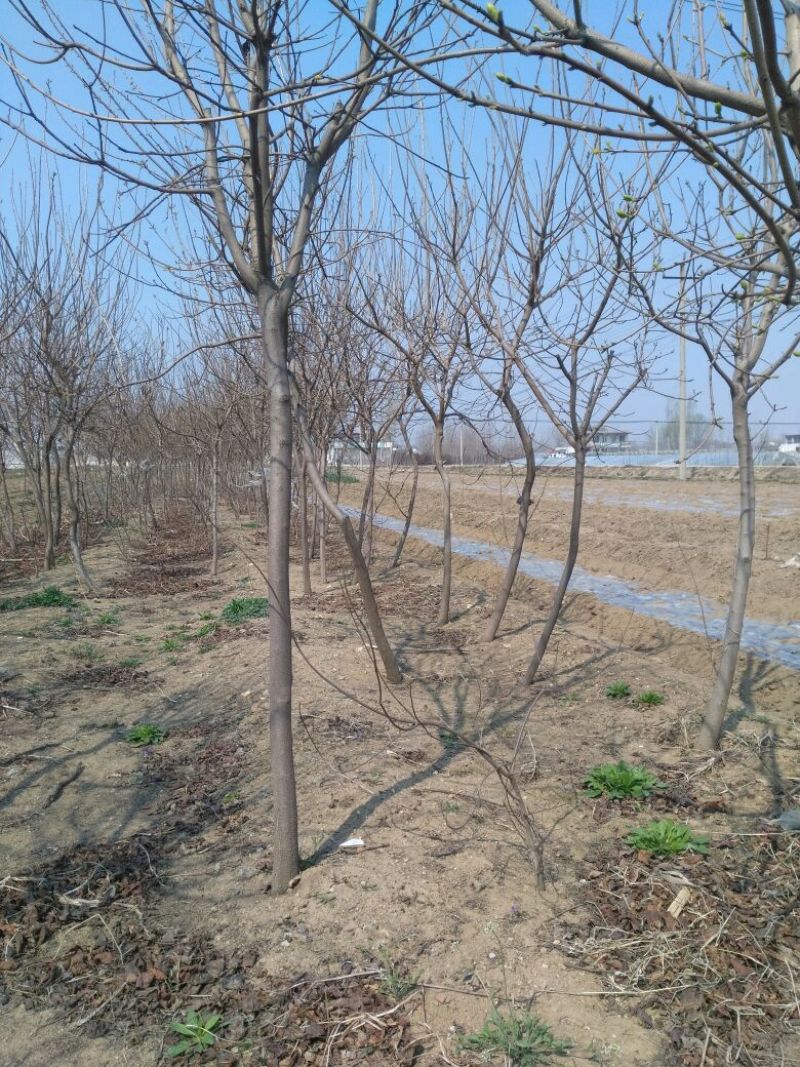 黄栌2~4cm1.5~2m，产地直发，量大价优，