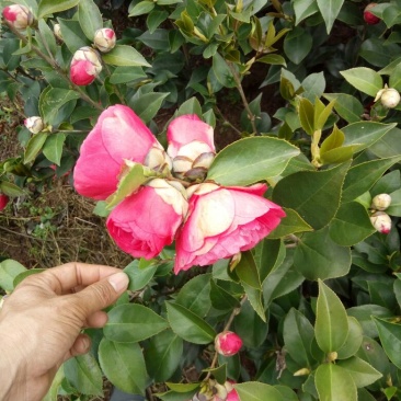 茶花树30~50cm