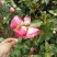 茶花树30~50cm