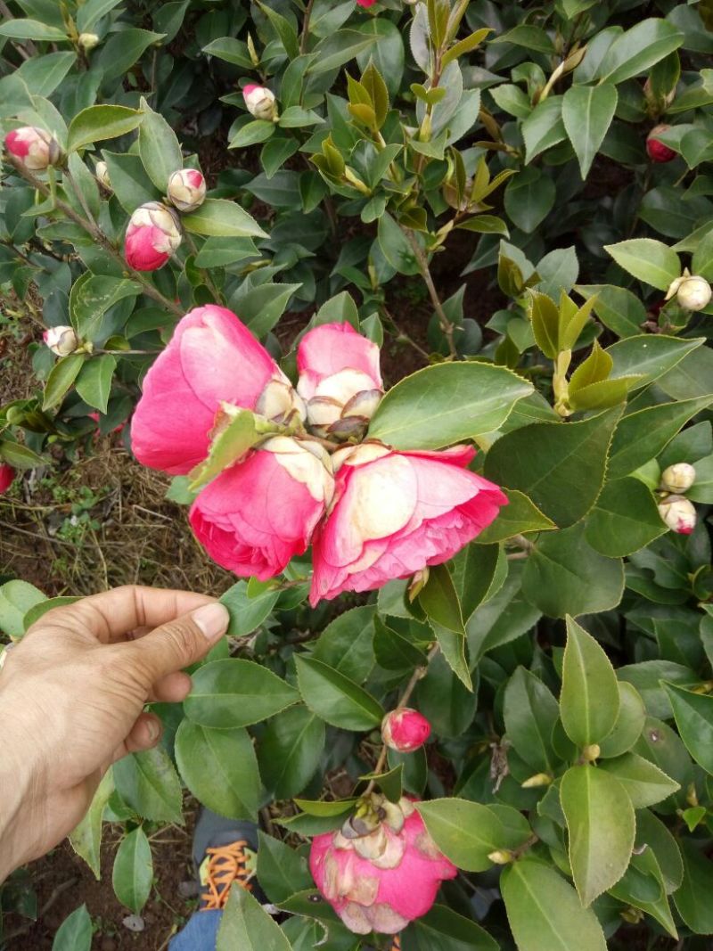 茶花树30~50cm