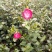 茶花树30~50cm