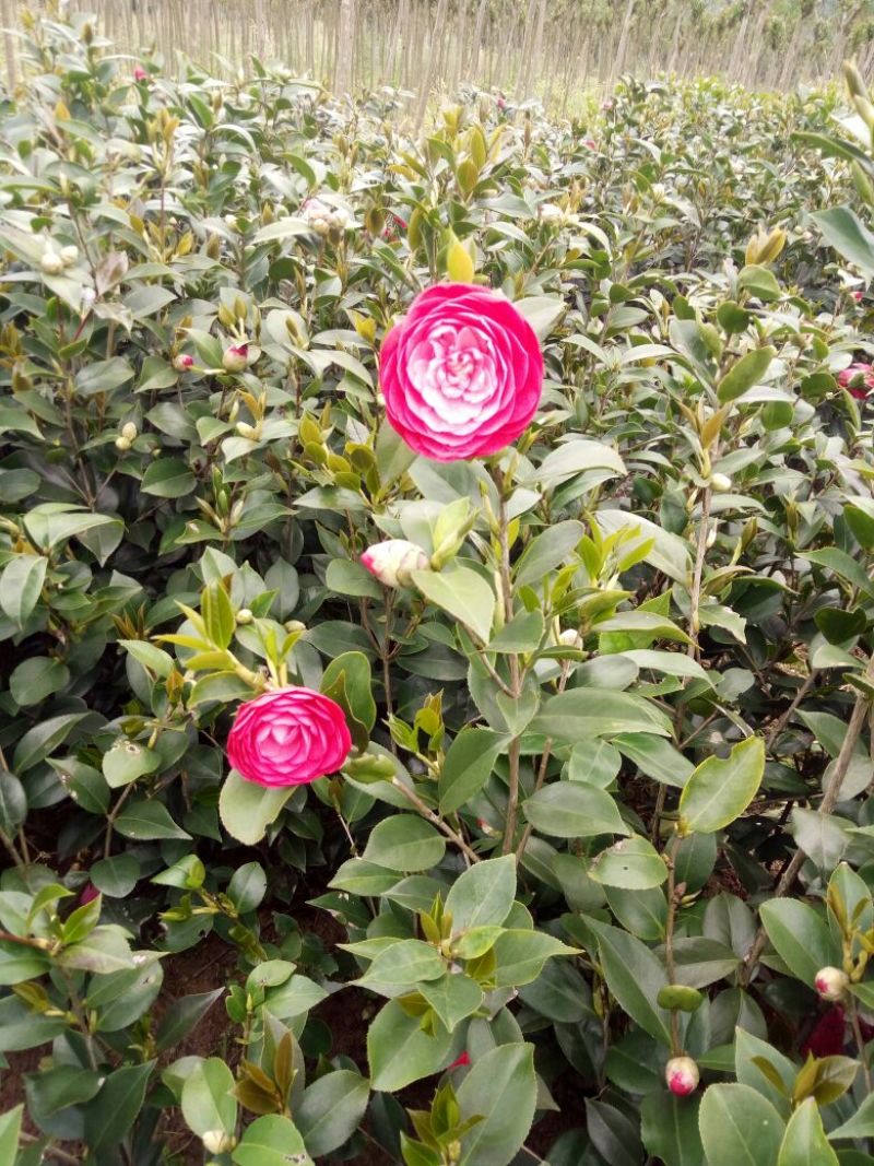 茶花树30~50cm