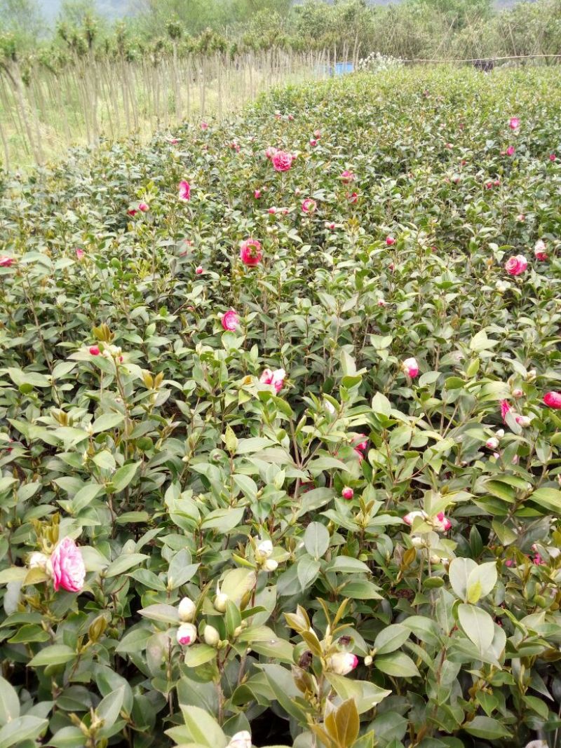 茶花树30~50cm